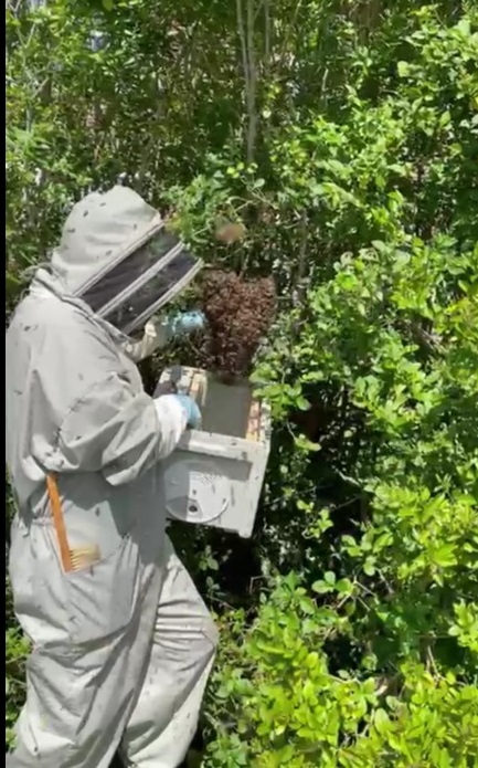 BEE SWARM